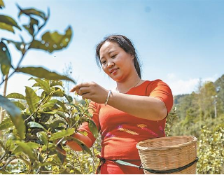 油松岭乡：点茶成金  绿叶子变“金票子”